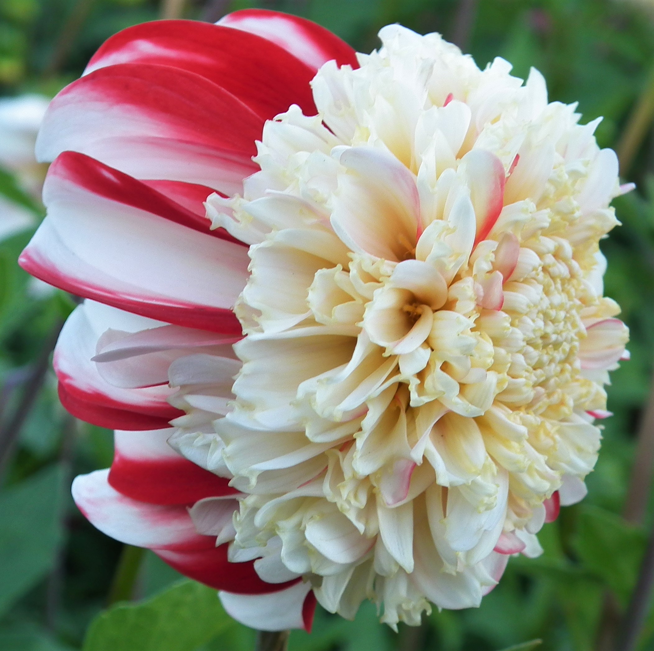 Dahlia Bon Odori